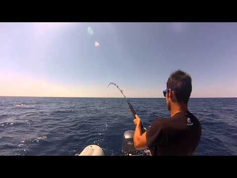 Dentice 13 kg a traina col vivo