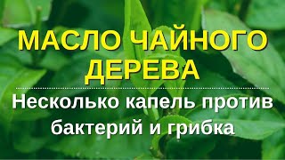 Эфирное масло чайного дерева.  Какое чайное дерево дает правильное масло? Исследования. Опыт