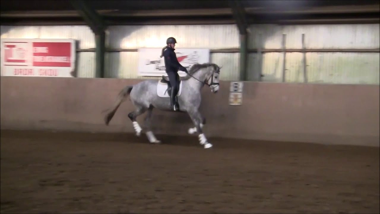 Stald BM Sports Horses YouTube