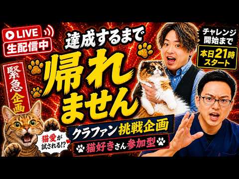【緊急生配信】重大告知があります！！！※チャレンジ開始は21時～！ #獣医師いとぅ #コラボ生配信 #沢辺 #ねこフェス thumbnail