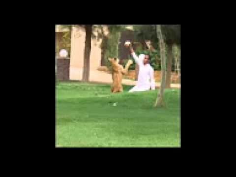 اسامه الدغيري انشاد عبدالله ابا الخيل