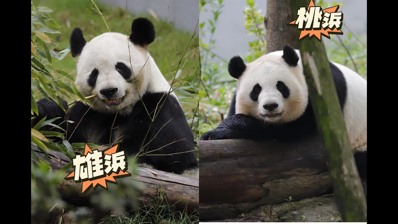 Panda 桃浜、雄浜 桃ちゃんの技エアギターみましょう。雄浜は元気で、食が盛りとなる桃浜再现空气吉他表演，雄浜状态很好，胃口很好