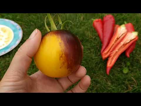 Jak zebrać nasiona  własnego pomidora i papryki ??? To proste 😁🍅🌶️