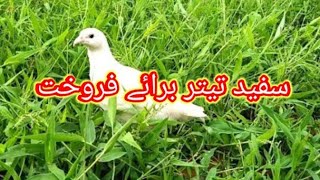 White Teeter Available For Sale In Pakistan | Teeter Bird | by Malik Hunter 119 views 2 weeks ago 8 minutes, 44 seconds
