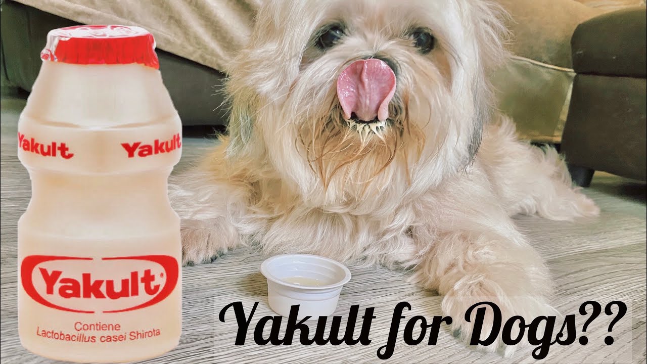 yakult for puppy diarrhea