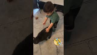 O Kedi Buraya Gelecek Resimi