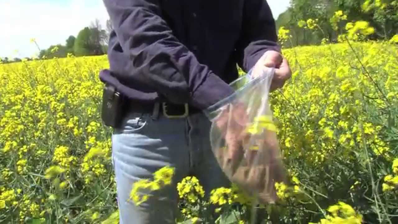 Growing Canola in Kentucky YouTube
