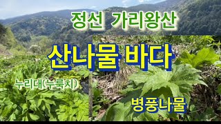 정선 가리왕산에 산나물 바다가 있어요.누리대(누룩치) 병풍나물.명이나물.삼잎국화(키다리나물) 개두릅. 바다같아요