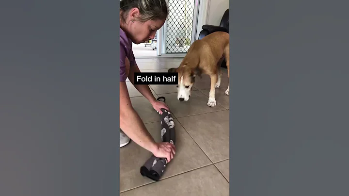 WATCH this EASY DIY DOG towel ✨enrichment✨ idea for STEP BY STEP INSTRUCTIONS