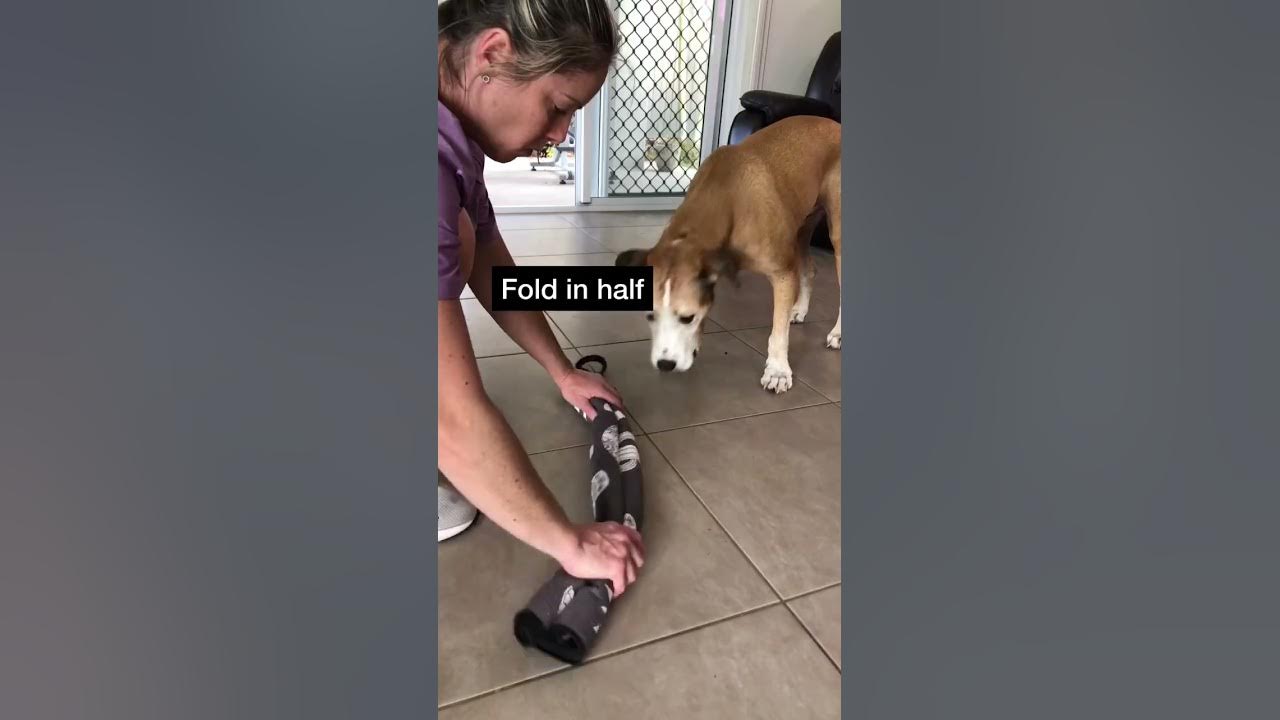 WATCH this EASY DIY DOG towel enrichment idea for STEP BY STEP