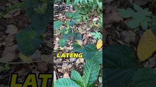 Kena Daun LATENG‼️ini cara ngobatinya.😁 #petualangan #alam #BOCAHKAWAK