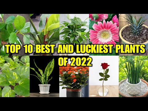 Top 10 Lucky Plants of 2022 | Feng Shui Plants of 2022 | Masuwerteng Halaman sa Bahay