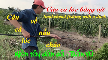 Câu cá lóc bằng vịt: snakehead fishing by duck | dính cá lóc nhìu quá đã | nấu cháo cá lóc..!