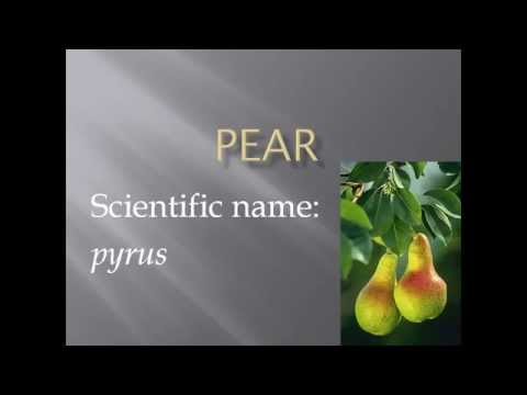 Pronunciation, Picture and
