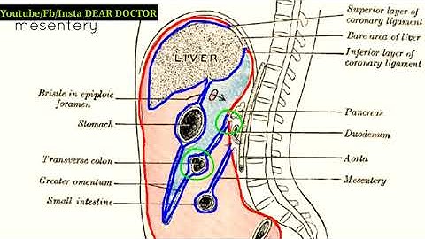 Peritoneal cavity part 1/Anatomy tutorial