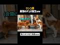 ワンコ界最強のデュオ誕生ｗｗ