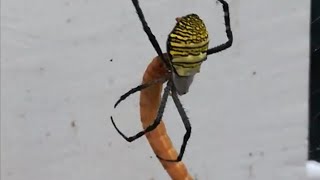 Y Spider eating a Superworm - Smart Daddy