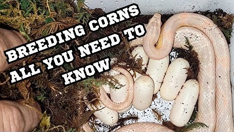 BREEDING CORN SNAKES (HOW TO)