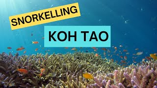 Freediving Adventure in Koh Tao, Thailand | Twins/White Rock Dive Sites