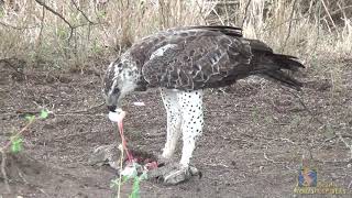 Young Martial Eagle eating the eggs of a Monitor Lizard