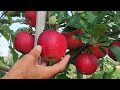 Apple Tree Variety Gala Shnigo Shniko And Gala Mast In 2024