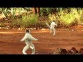 Dancing Sifaka - Berenty - Madagascar