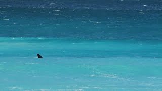 Bull Shark Bites Spear Fisherman in Face