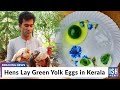 Hens Lay Green Yolk Eggs in Kerala