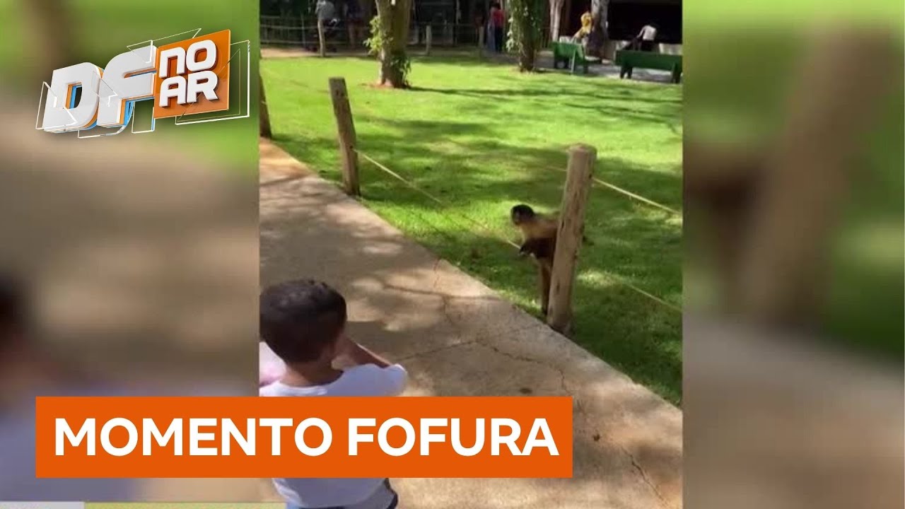 Macaco rouba pipoca de menino no zoológico e gera repercussão nas redes sociais | DF no Ar