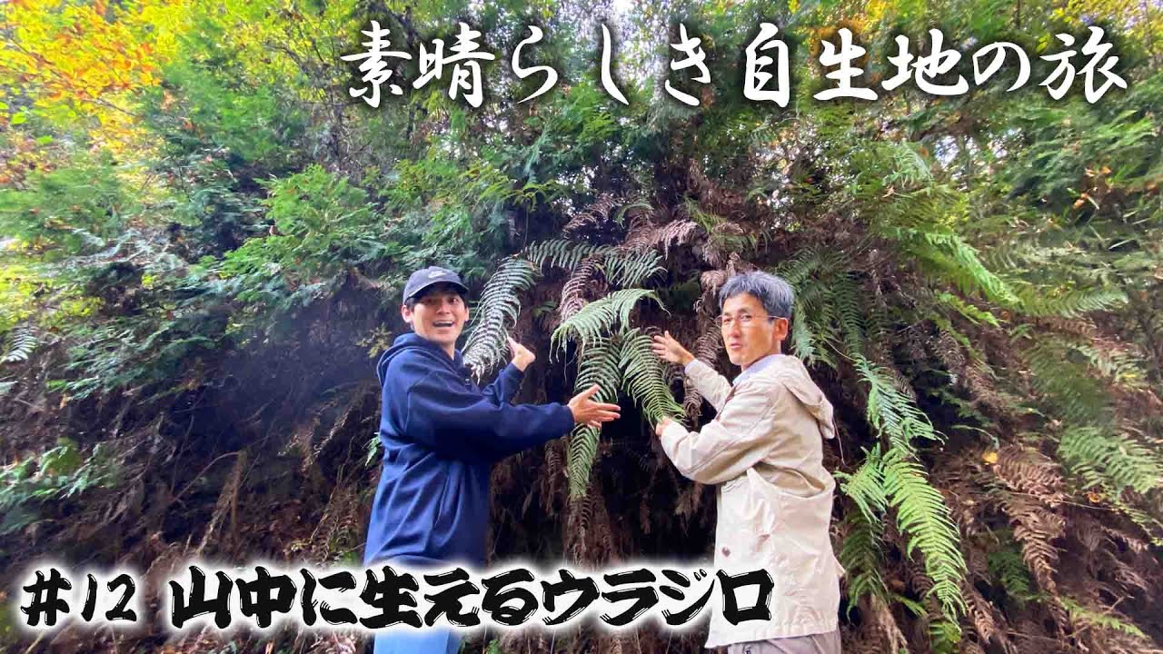 自生地の旅 #12】正月飾りに欠かせないシダ植物「ウラジロ」の自生する