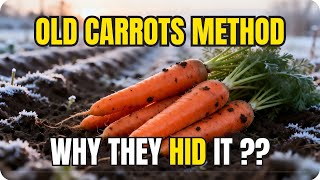 Why Old Gardeners Never Thinned Carrots (And You Don’t Have To Either)