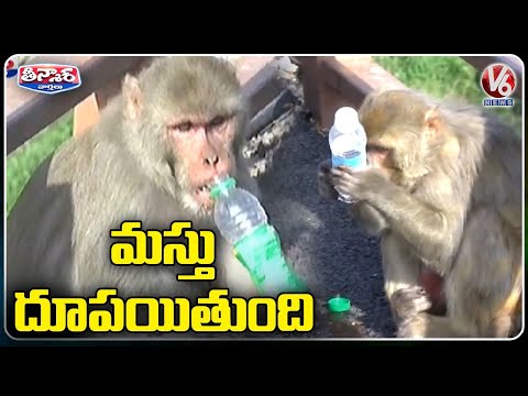 Monkey Facing Problems For Drinking Water | Himachal Pradesh | V6 Weekend Teenmaar - V6NEWSTELUGU