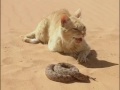 Chat des sables VS Serpent du désert