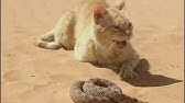Cat Vs Snake Chat Contre Serpent Youtube