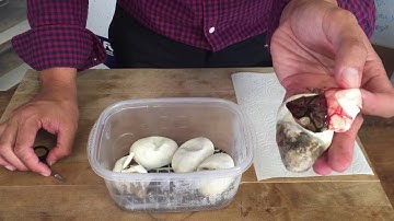 2016 Ball Python Egg Cutting: Clutch #4