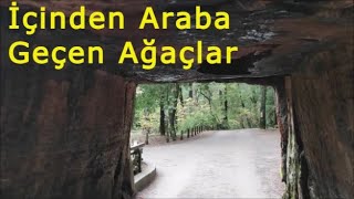 İçinden Araba Geçen Ağaçlar