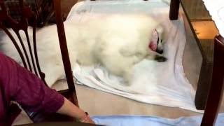 夢見るアラン【グレートピレニーズ greatpyrenees】