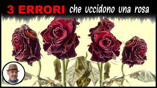 3 ERRORI CHE UCCIDONO UNA ROSA