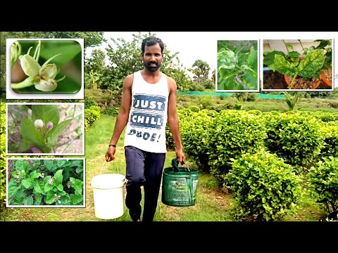 वीडियो: चमेली के रोग - चमेली के पौधों के रोगों के उपचार के लिए टिप्स