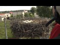 09.06.2014 - Kulisy akcji ratunkowej w Lewkowie. Tak ratowaliśmy Lewkonię (www.bociany.tv)