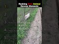 Ranking Best Animal Rescue Moments