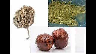 Mekkedeki Meyve / Mekkeden Gelen Meyve (Çocuğu Olmayanlara Hamilelik Için) Ödüllü Vi̇deoydu 03.2018