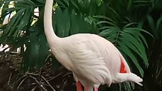 The Bird Called Flamingo