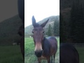 Utah’s BookCliffs, Bogart Cabin,  Backcountry Horseman’s work project