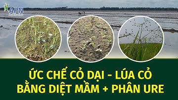 APN - LÚA CỎ KỲ 4 -  KINH NGHIỆM DÙNG URE TRỘN THUỐC DIỆT MẦM ĐỂ QUẢN LÝ CỎ DẠI, LÚA CỎ