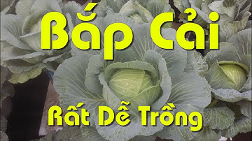 Cách Trồng Bắp Cải Tại Nhà, Đơn Giản Như Đan Rổ, Ai Cũng Trồng Được