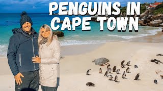 Cape Town PENQUINS at BOULDERS BEACH | GROOT CONSTANTIA & Township Tour