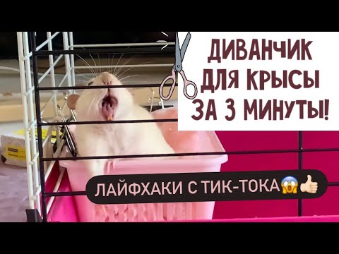 Кормушка для крысы своими руками