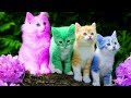 Cute Kitten Cat Colorful Learning Color Video For Kids - Funny Educational Videos for Kids Toddlers