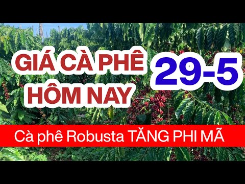 Giá cà phê hôm nay ngày 29/5/2024 trong nước đồng loạt tăng gần 5000 đồng